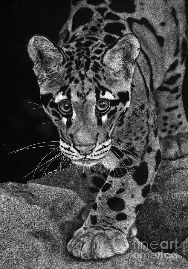629x900 Yim - Clouded Leopard Drawing