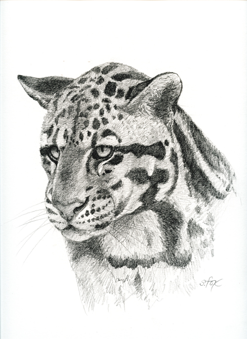 500x688 Clouded Leopard Drawing Susan Fox - Clouded Leopard Drawing