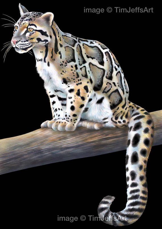 Clouded Leopard Drawing at Explore collection of