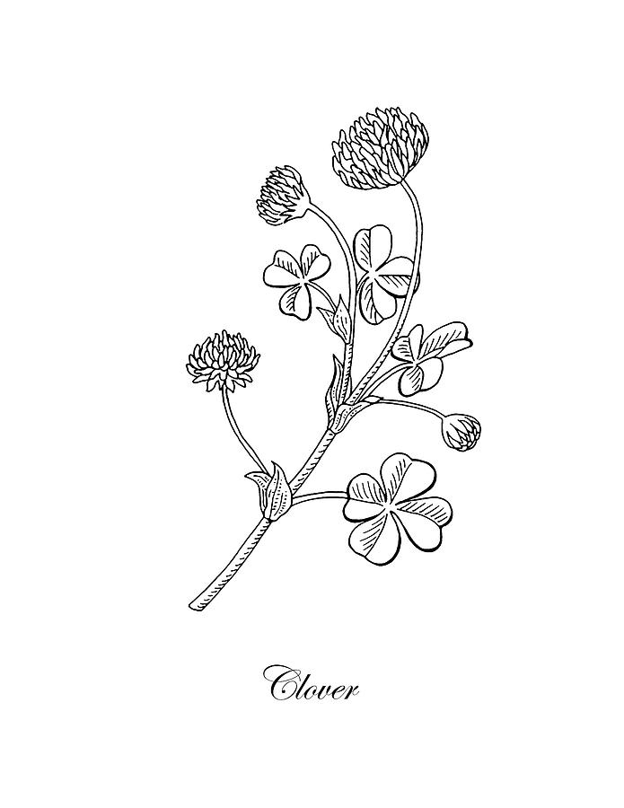 695x900 Lucky Clover Botanical Flower Drawing Drawing - Clover Drawing