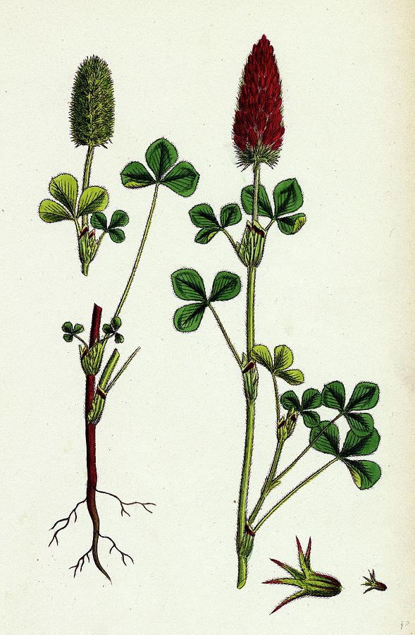 589x900 Trifolium Eu Incarnatum Crimson Clover Drawing - Clover Drawing