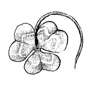 300x275 Clover Leaf Drawings Fine Art America - Clover Leaf Drawing