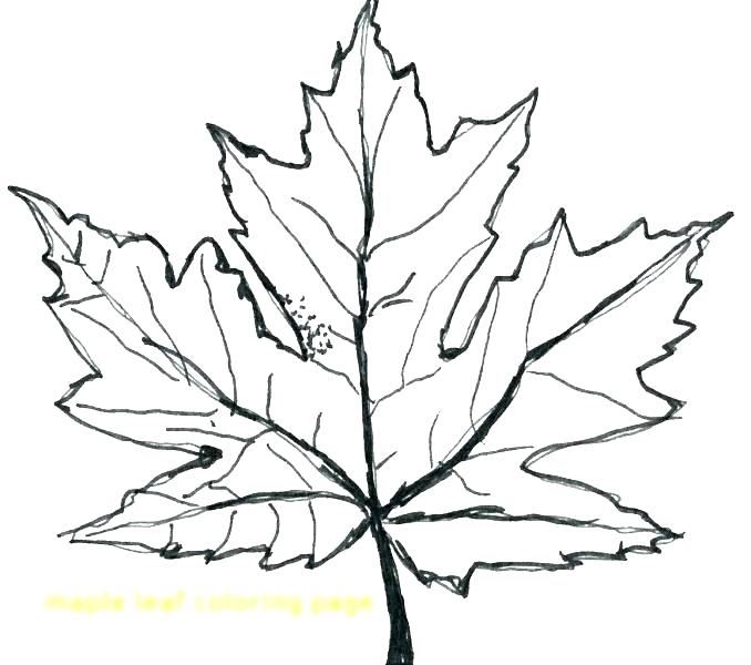 678x600 leaf coloring coloring maple leaf coloring pages - Clover Leaf Drawing