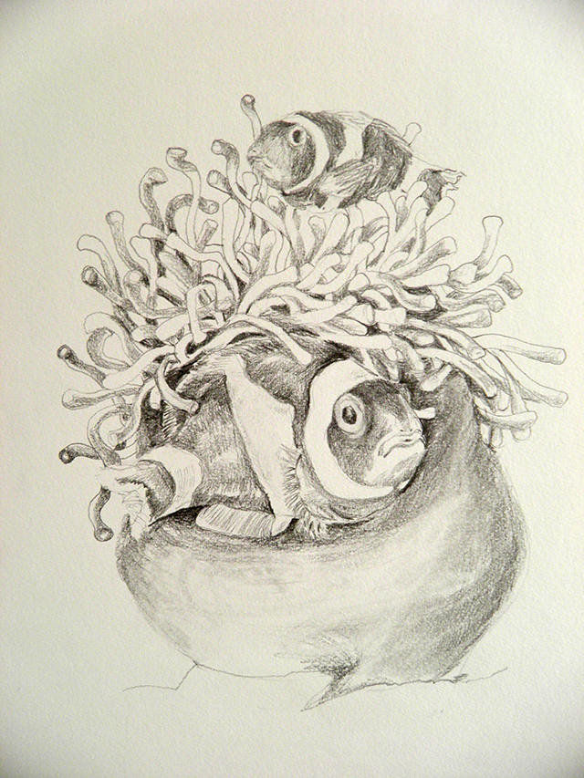 640x853 drawing clown fish nola muller artist - Clownfish Drawing