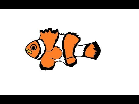 480x360 how to drawing a clown fish easily for kids - Clownfish Drawing