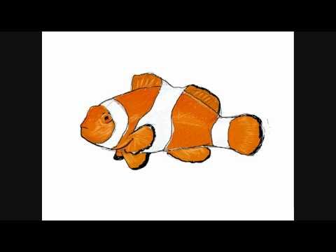 480x360 how to draw a clownfish - Clownfish Drawing