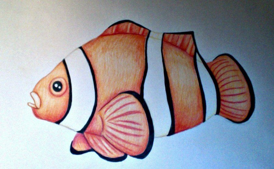 900x557 image result for clown fish drawing palm and coconut art fish - Clownfish Drawing