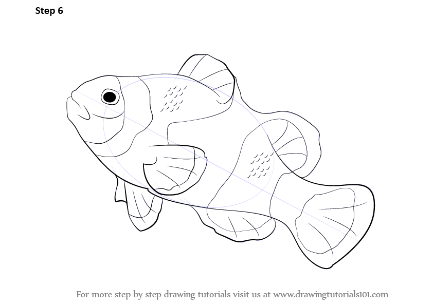 842x596 learn how to draw a clownfish - Clownfish Drawing