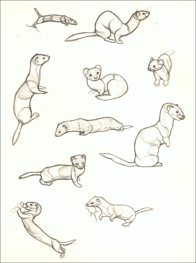 746x1002 i've been practicing drawing weasels a lot lately because it - Clue Drawing