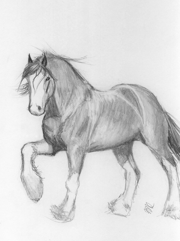 Clydesdale Horse Drawing at Explore collection of