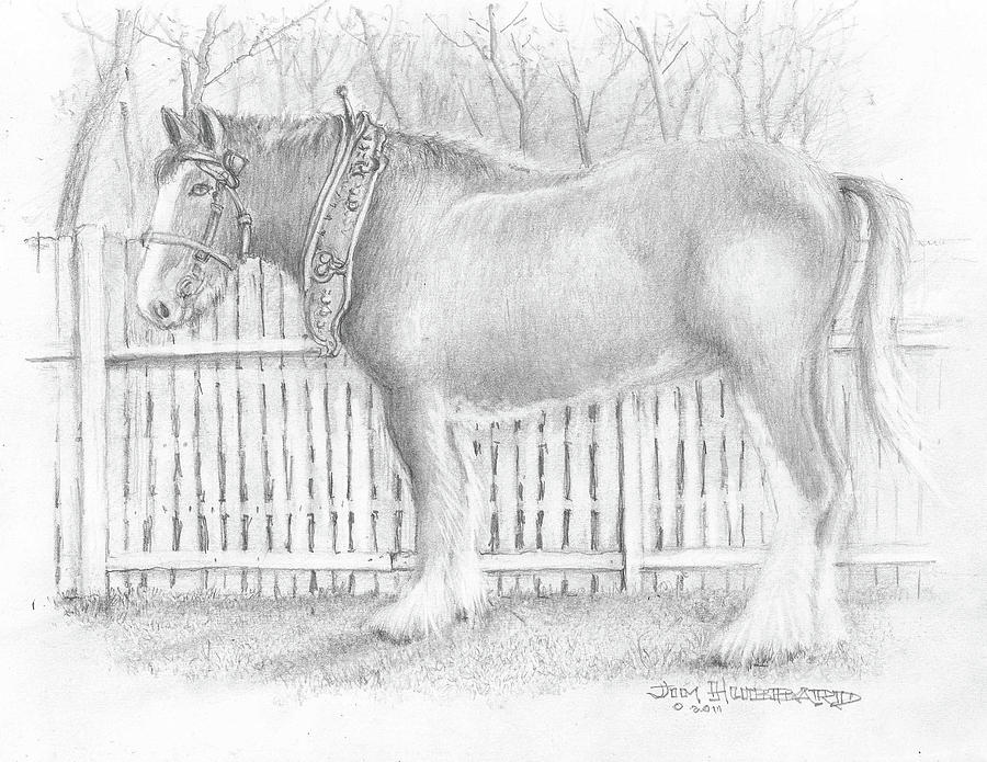 900x695 clydesdale horse drawing - Clydesdale Drawing