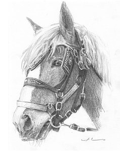 237x300 clydesdale horse pencil portrait drawing - Clydesdale Drawing
