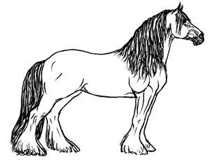 300x235 clydesdale ring - Clydesdale Drawing