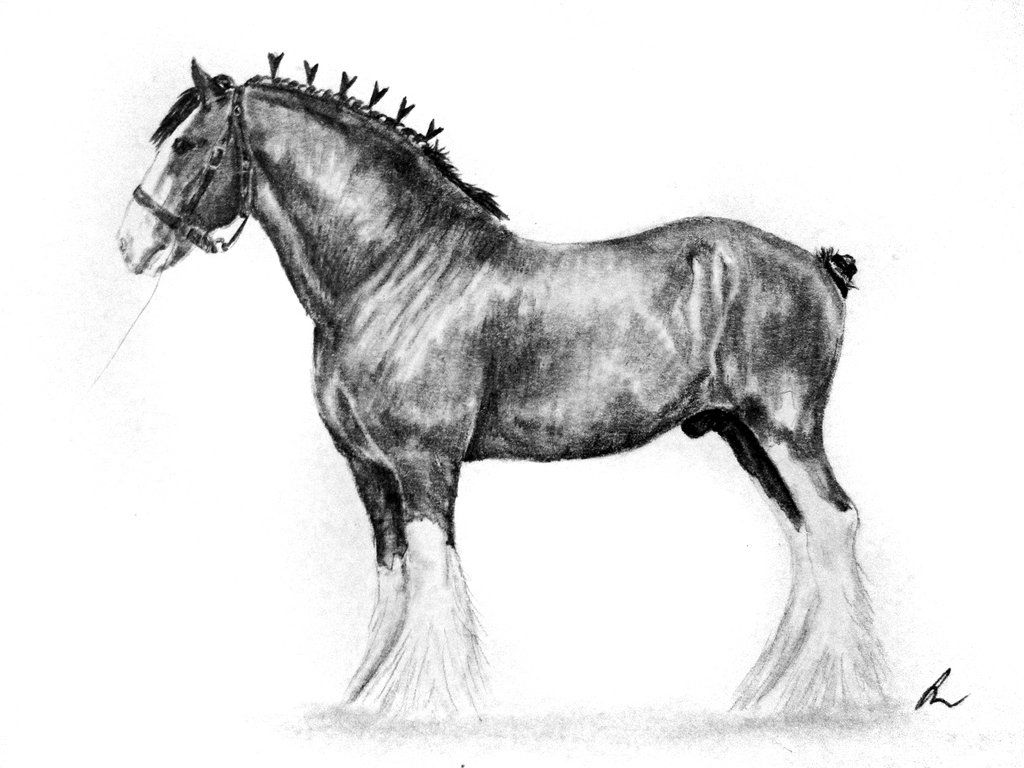 1024x768 clydesdale - Clydesdale Drawing
