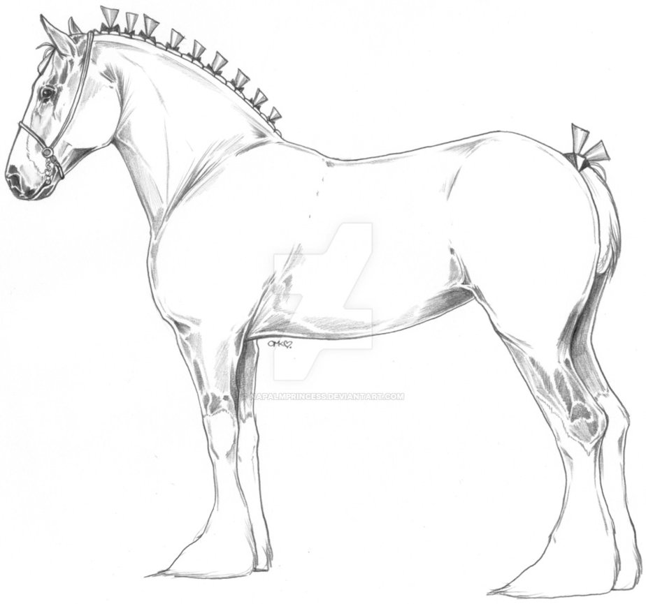 924x865 clydesdale - Clydesdale Drawing
