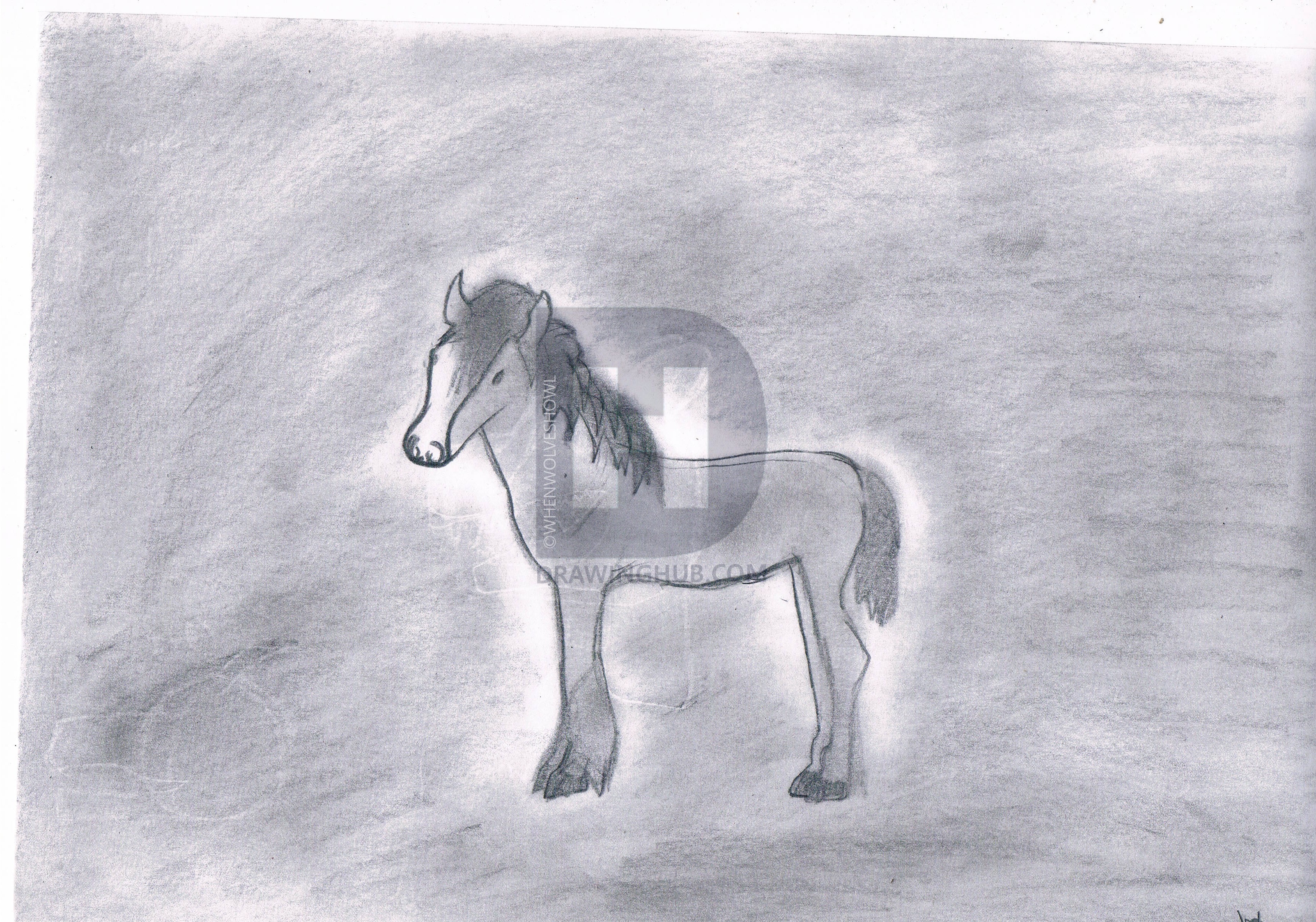 3437x2409 clydesdale horse foal drawing - Clydesdale Horse Drawing