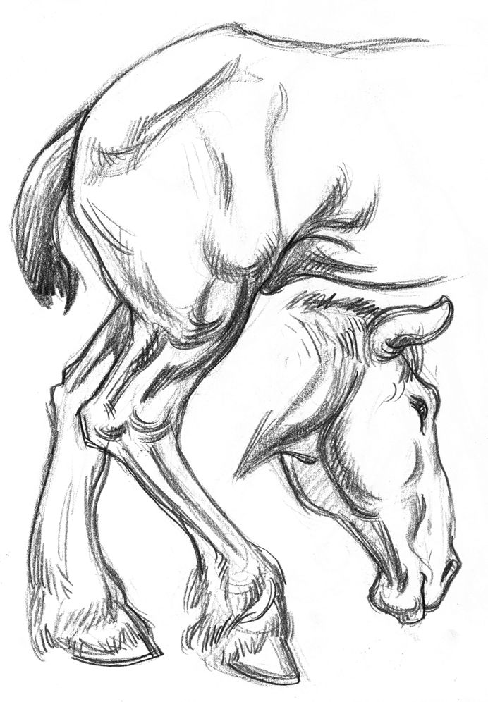 692x996 clydesdale horse hindquarters head drawing - Clydesdale Horse Drawing