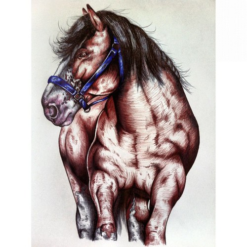 500x500 it's my life of all sorts clydesdale drawingfred - Clydesdale Horse Drawing