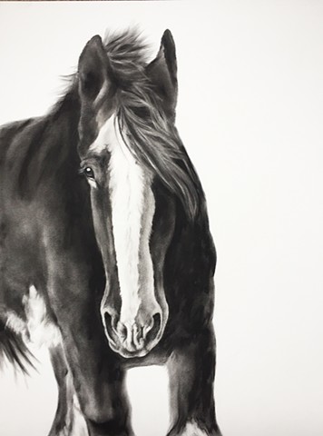 356x480 kandy stern - Clydesdale Horse Drawing
