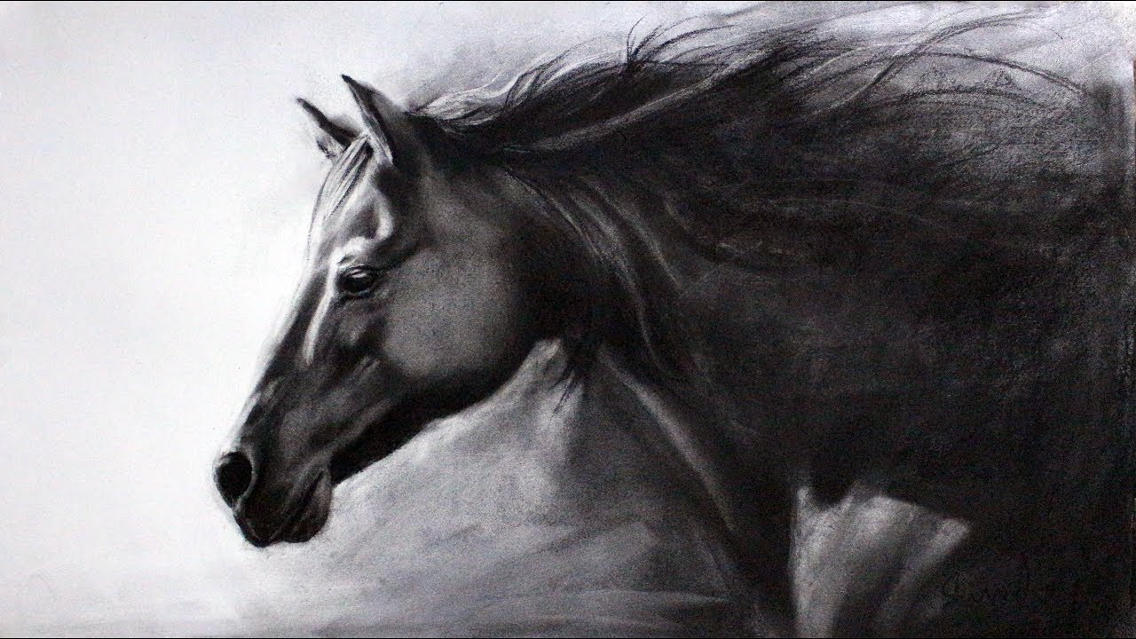 1280x720 horse charcoal drawing time lapse video - Coal Drawing