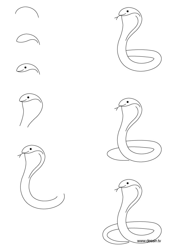 744x1052 drawing cobra - Cobra Drawing