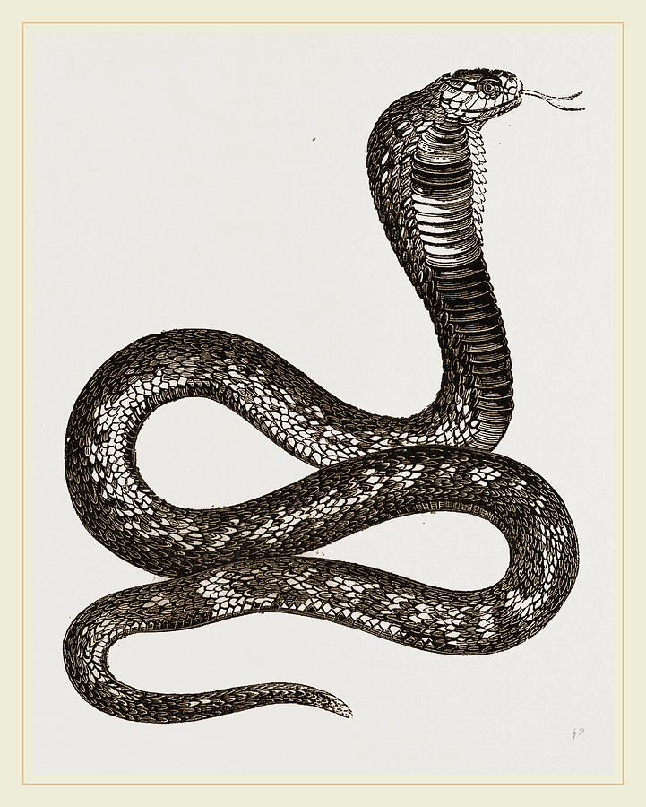 721x900 egyptian cobra drawing - Cobra Drawing