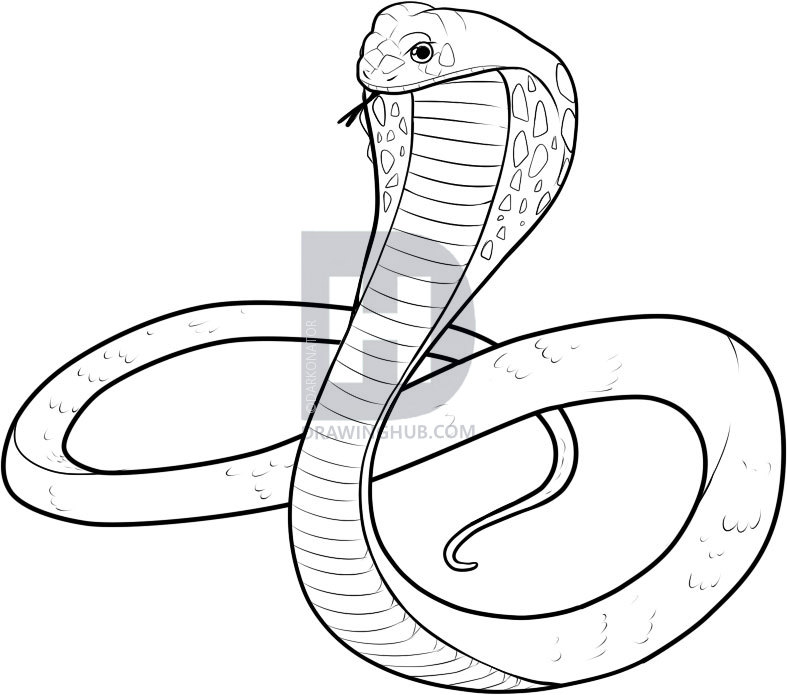 787x695 how to draw a king cobra, step - Cobra Drawing