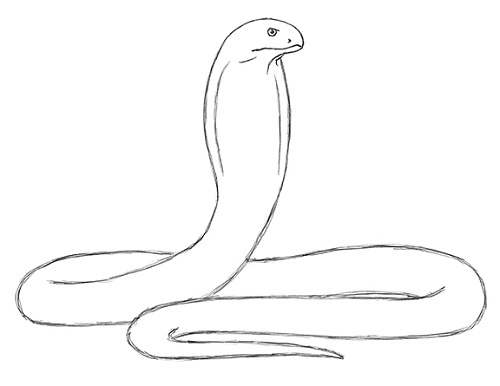 500x386 How To Draw A Snake - Cobra Drawing