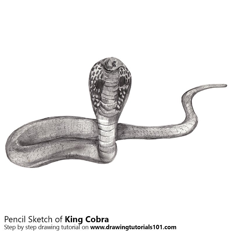 800x800 king cobra pencil drawing - Cobra Drawing