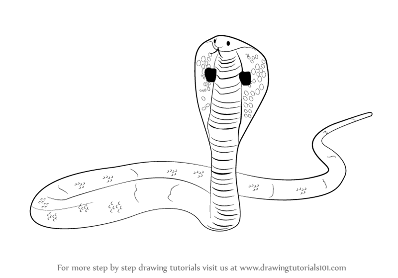 800x559 learn how to draw a king cobra - Cobra Drawing