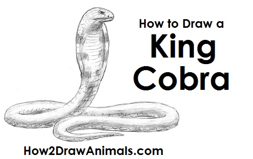 500x315 How To Draw A Snake - Cobra Head Drawing