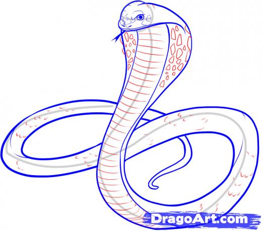Cobra Head Drawing at PaintingValley.com | Explore collection of Cobra ...