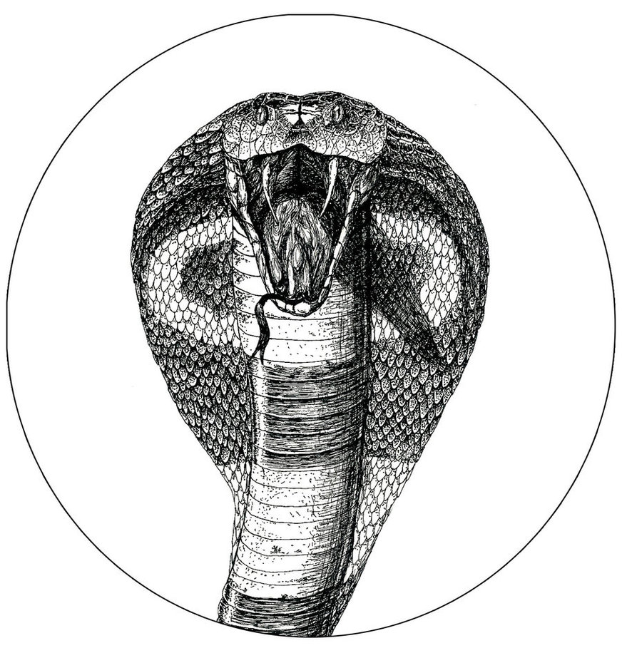 872x916 striking king cobra head drawing - Cobra Head Drawing
