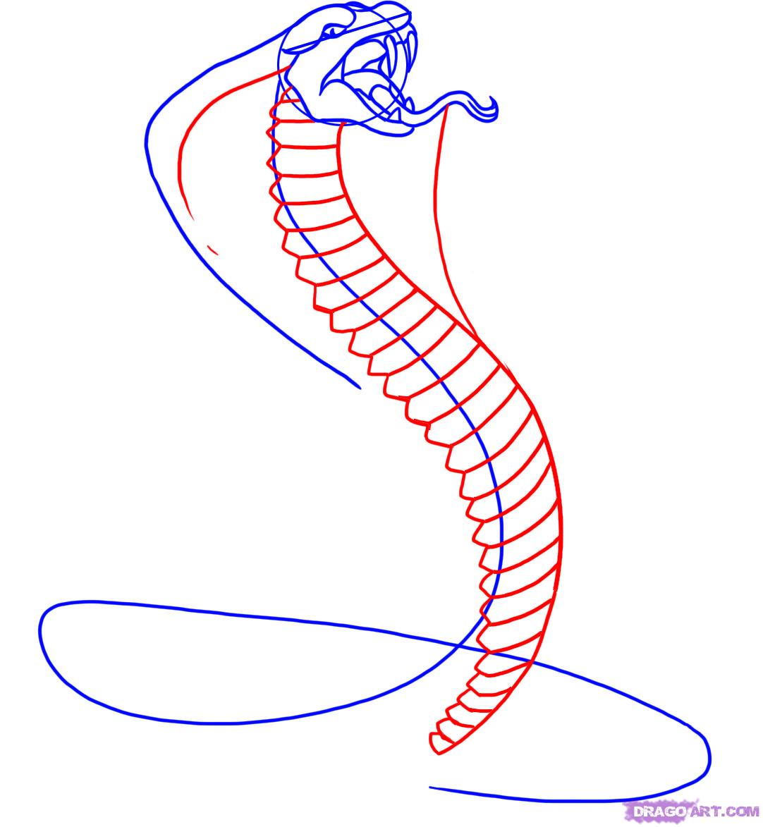 1082x1173 How To Draw A Snake, King Cobra, Step - Cobra Snake Drawing