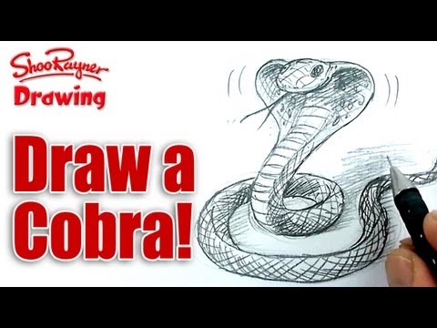 480x360 How To Draw A Cobra Snake Shoo Rayner - Cobra Snake Drawing