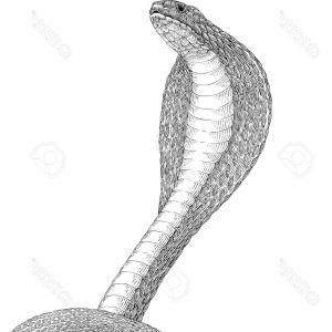 300x300 King Cobra Sketch Black And White Vector Illustration Of King - Cobra Snake Drawing