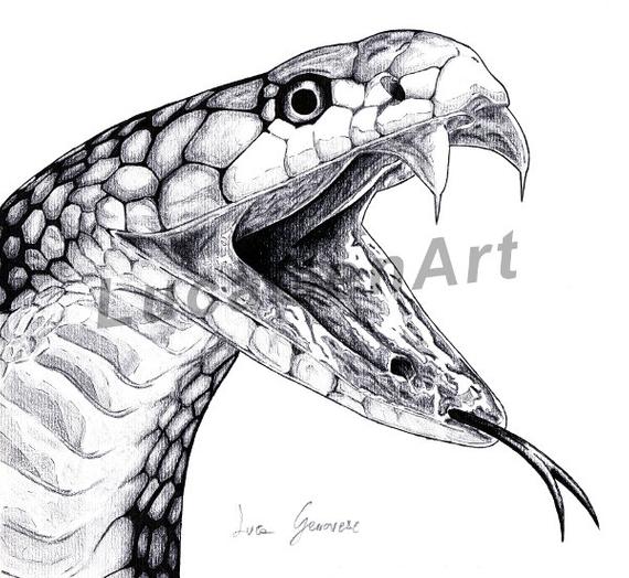 570x524 Cobra Snake Handmade Drawing Instant Download Digital Print Etsy - Cobra Snake Drawing