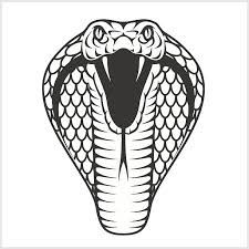 Cobra Snake Head Drawing at PaintingValley.com | Explore collection of ...