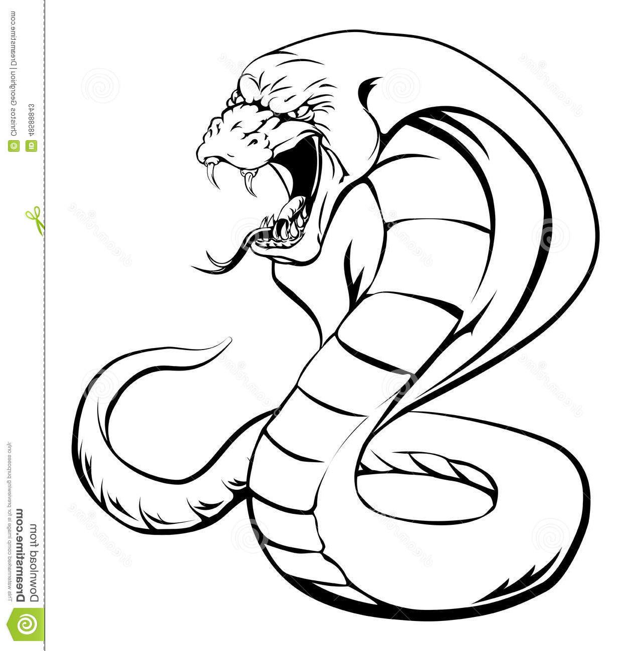 1249x1300 Cobra Snake Hood Fun Pics Images - Cobra Snake Head Drawing