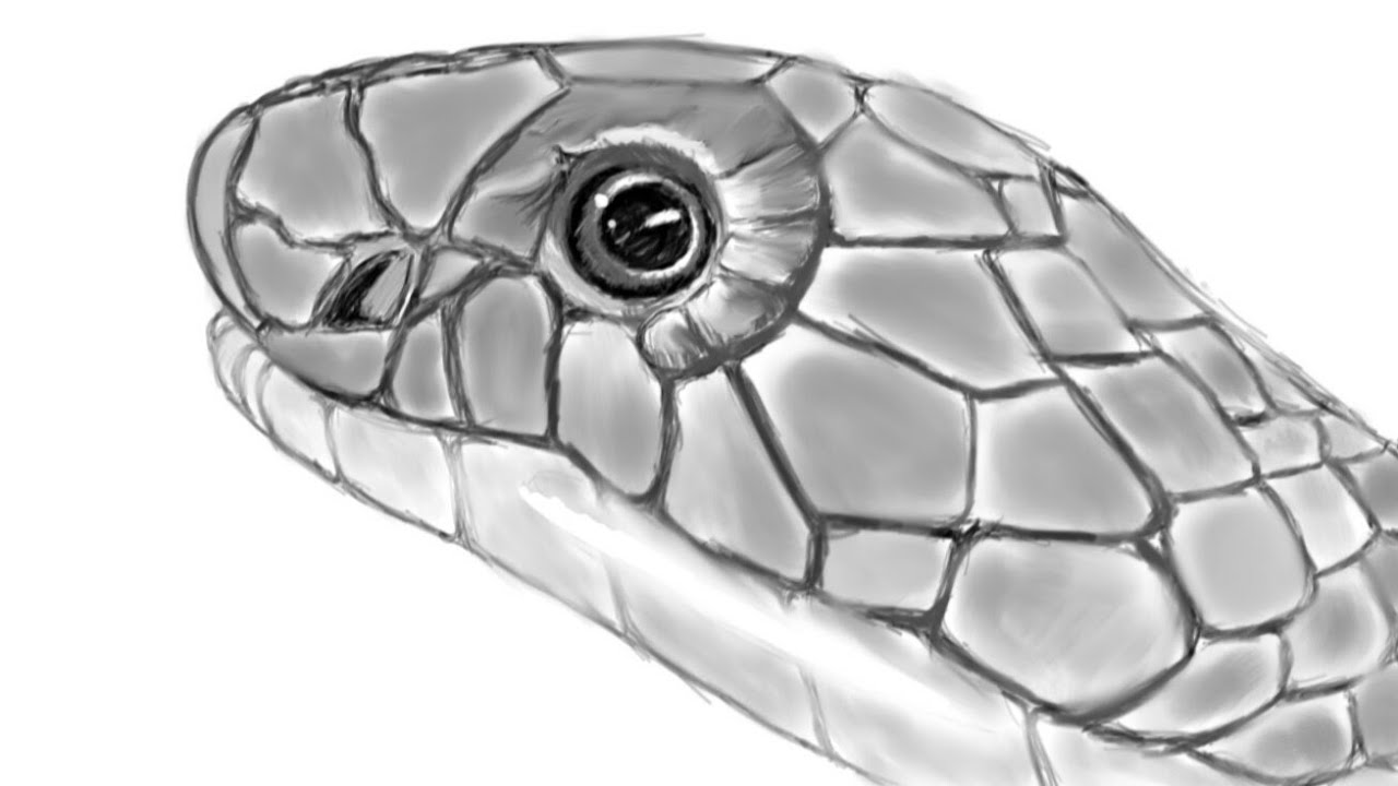 Cobra Snake Head Drawing at Explore collection of