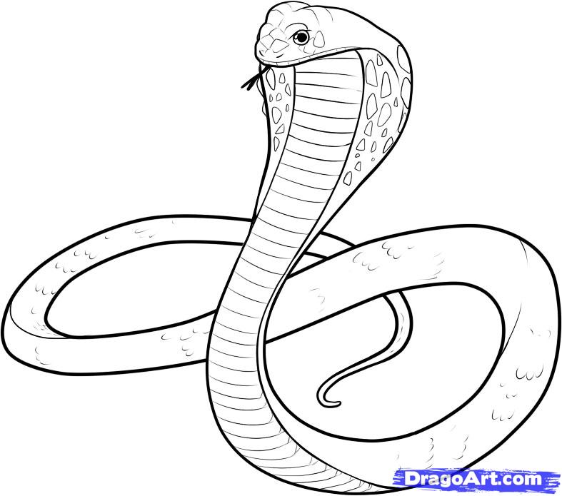 787x695 How To Draw A King Cobra, Step - Cobra Snake Head Drawing