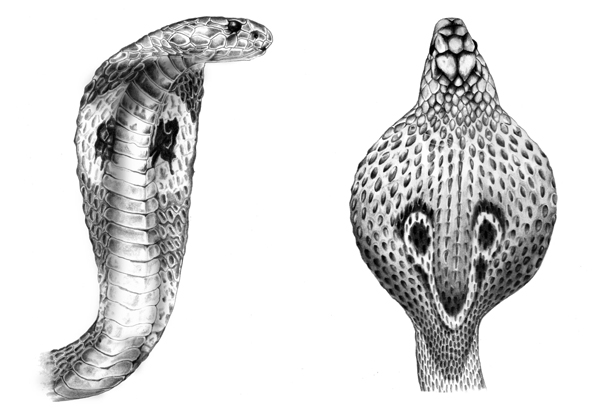 Рисунок головы кобры