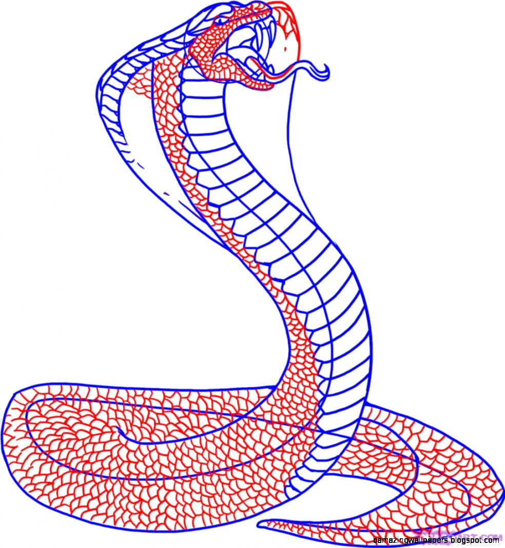 984x1067 Snake Head Drawings Amazing Wallpapers - Cobra Snake Head Drawing