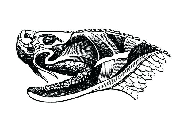 600x399 snake head drawings snake section of snake head showing poison - Cobra Snake Head Drawing