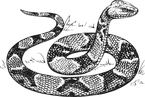 600x399 Amphibian Drawing Snake Head Transparent Png Clipart Free - Cobra Snake Head Drawing