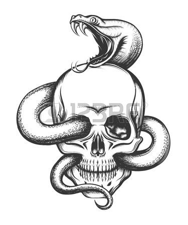 375x450 Cobra Skull Transparent Png Clipart Free Download - Cobra Snake Head Drawing