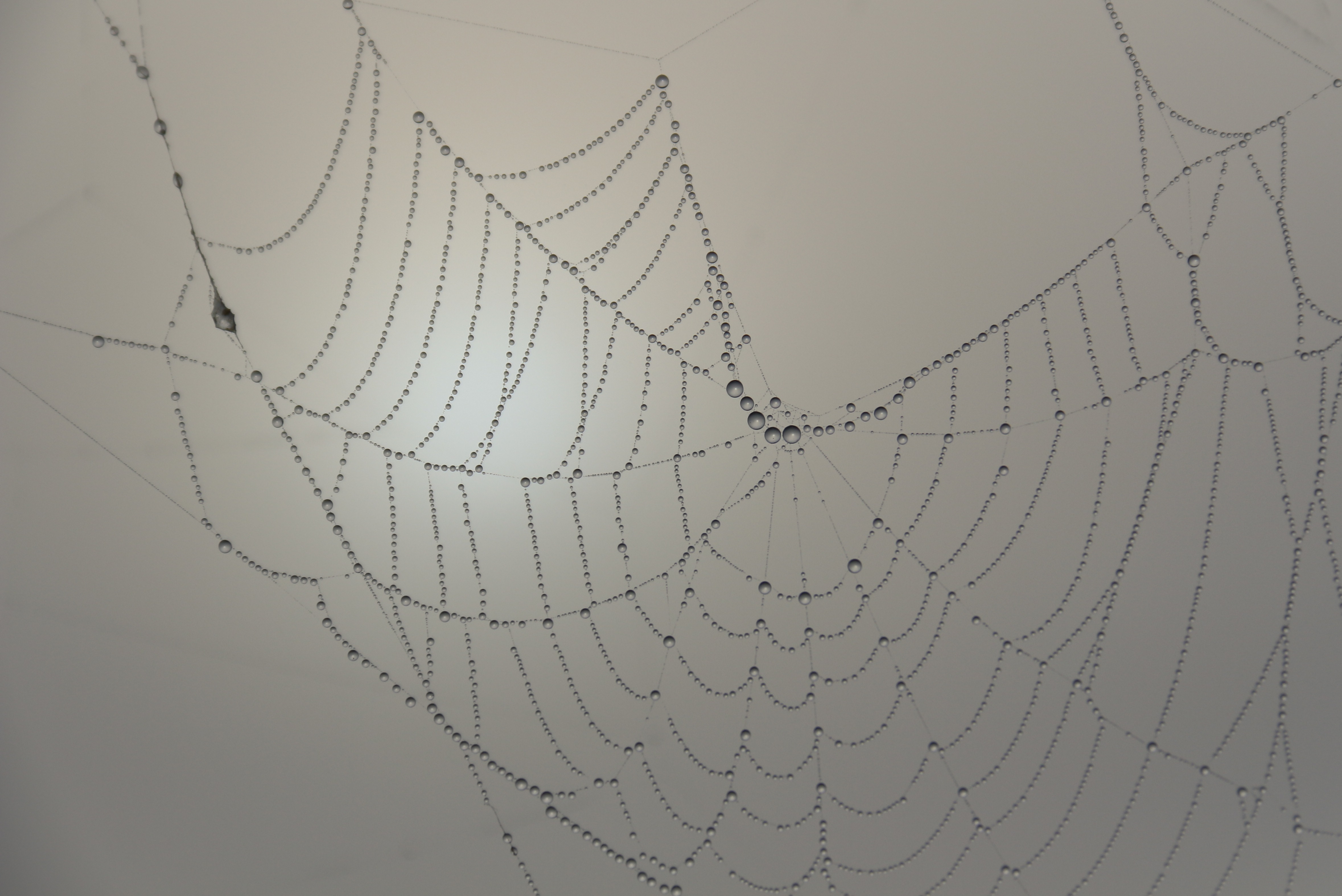 Cobweb Drawing : Spider Drawing Web Cobweb Easy Drawings Spiders Webs ...