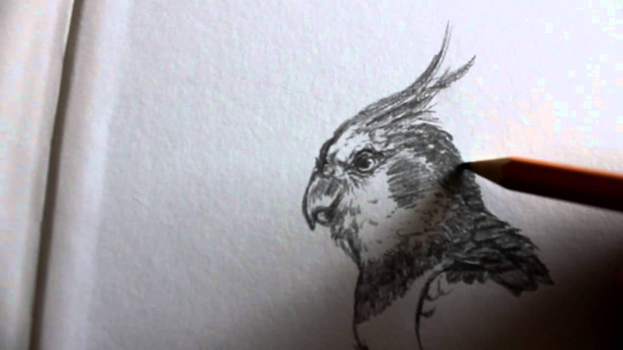 1280x720 Drawing A Cockatiel, Pencil - Cockatiel Drawing
