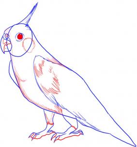 283x302 How To Draw A Cockatiel, Step - Cockatiel Drawing