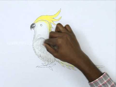 480x360 How To Draw A Cockatiel - Cockatiel Drawing
